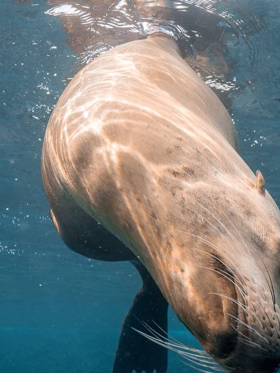 Lobo marino, viene él a mirarte