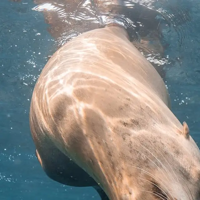 Lobo marino