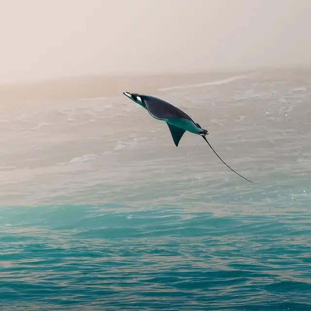 Manta saltando