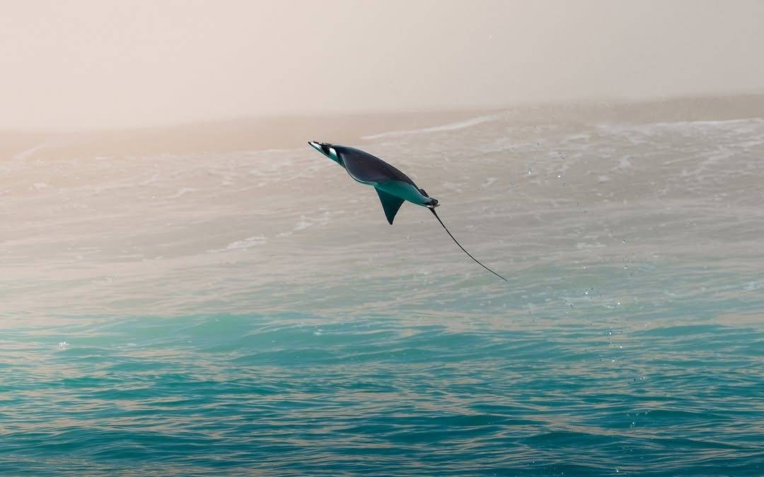 Manta saltando, mar en calma