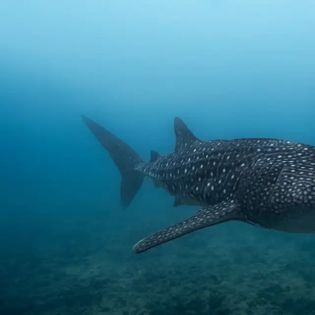 Tiburón ballena