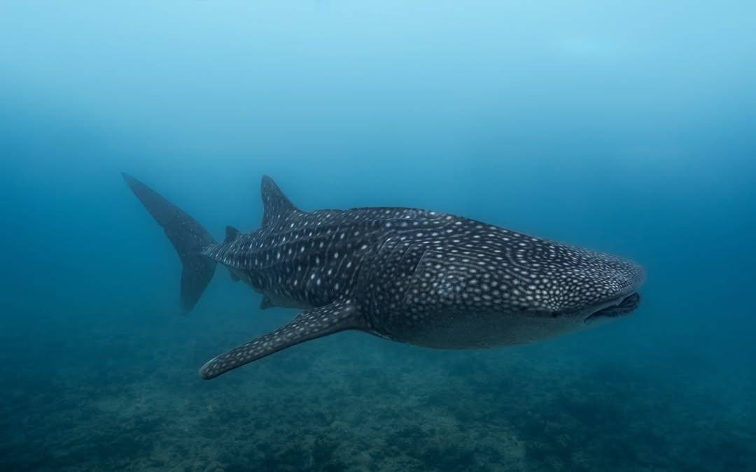 Tiburón ballena, el más grande