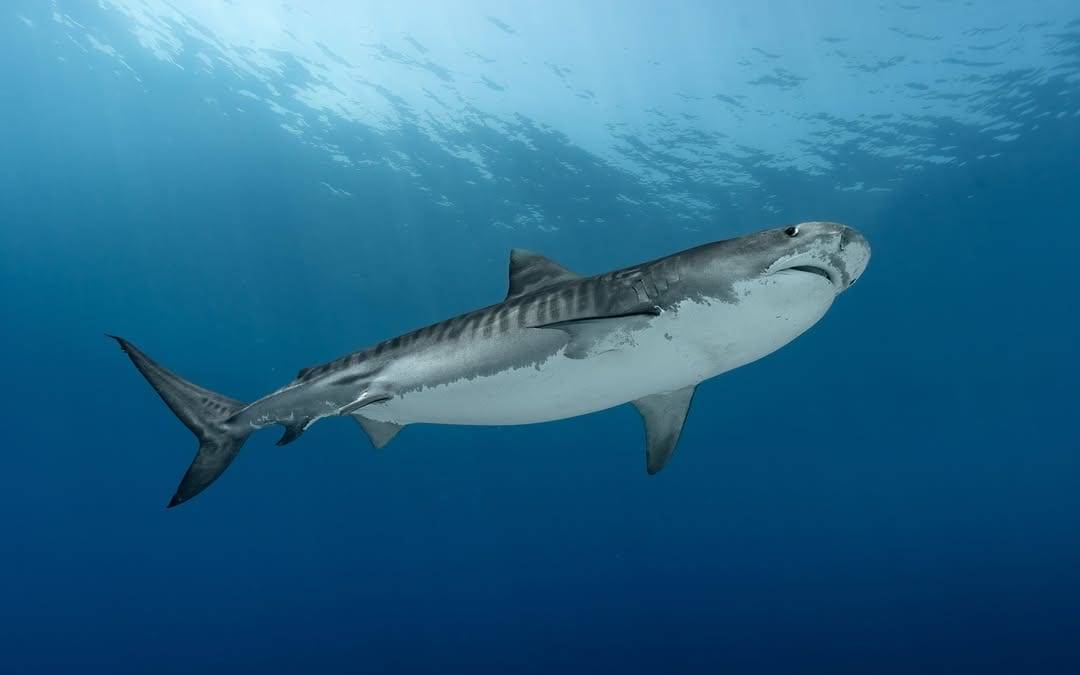 Tiburón tigre, Fuvahmulah