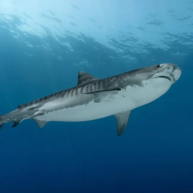 Tiburón tigre